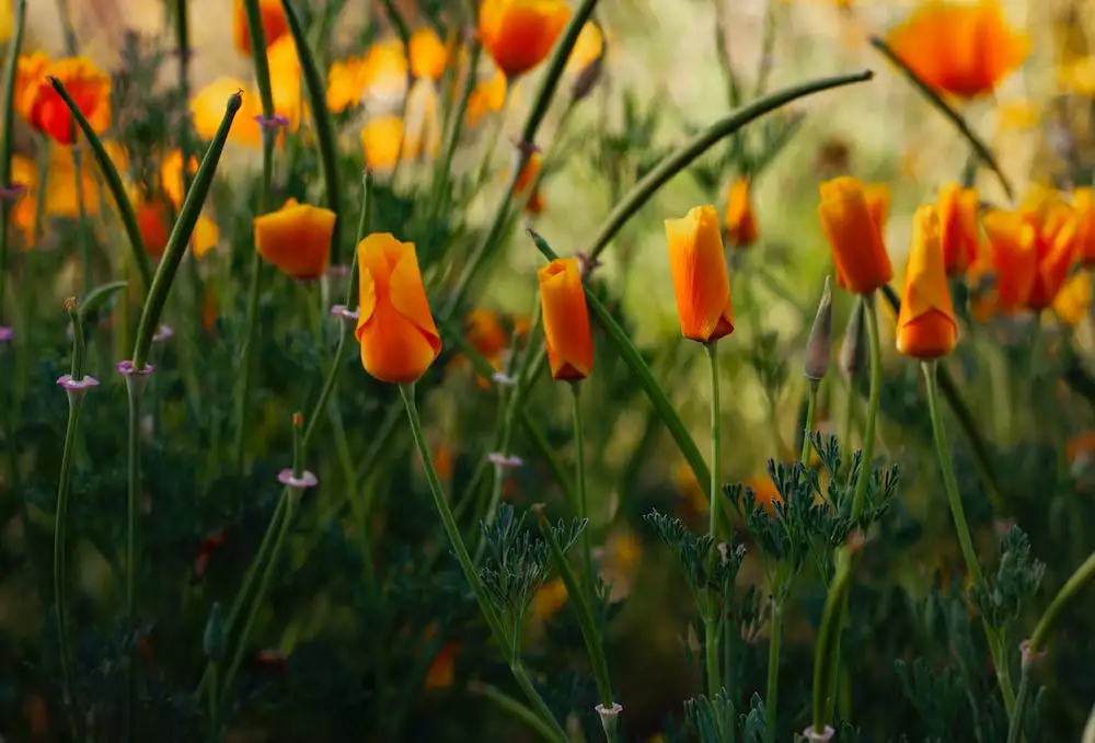 Švestkový Koláč S Mákem