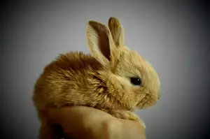 Králík Recept