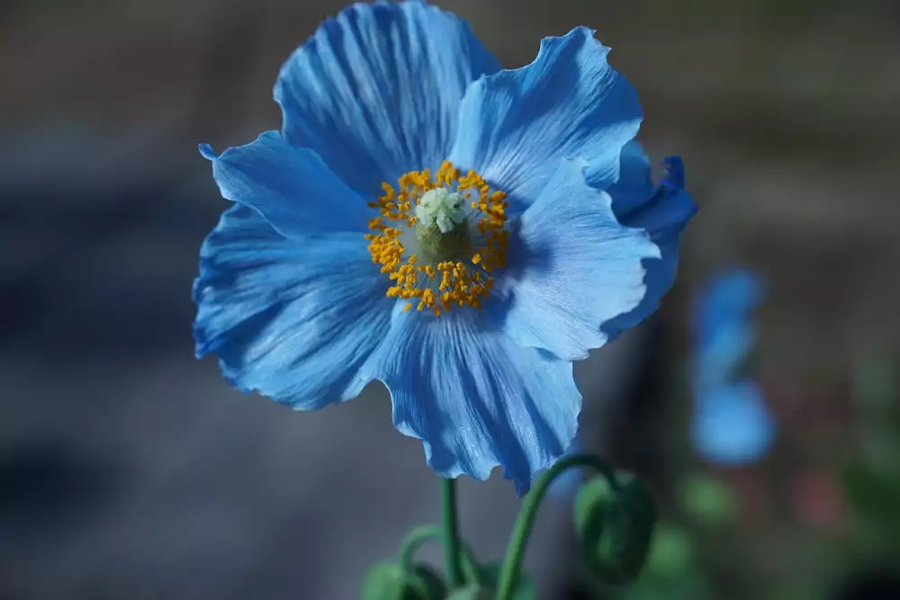 Hokkaido