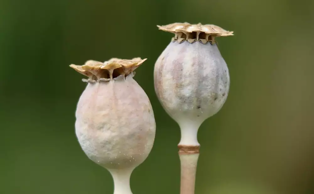 Black Opium