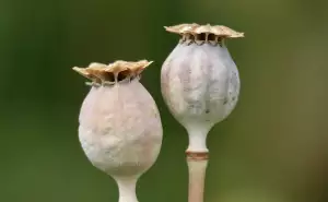 Black Opium