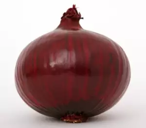 Šalotka