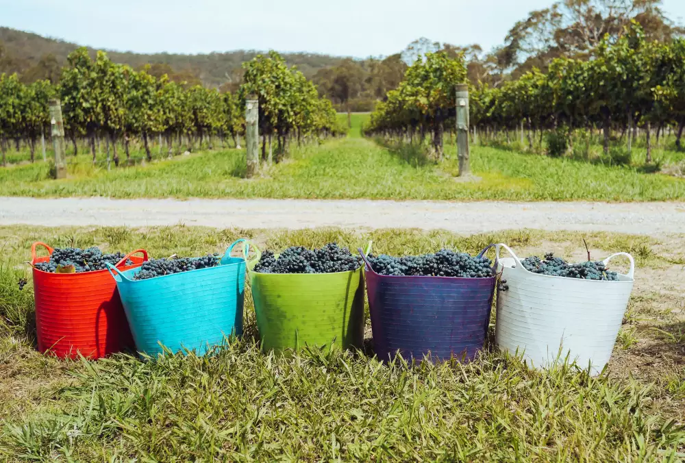 Pinot Noir