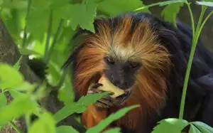 Tamarind