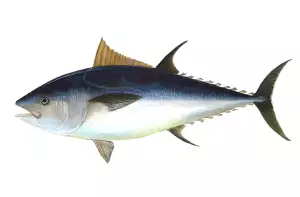 Tuňák Steak