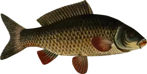 Kapr