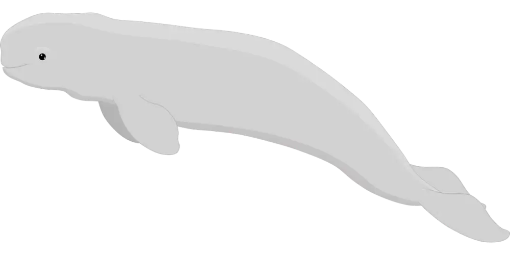 Beluga