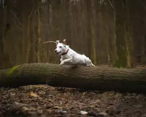 Mleko V Akci