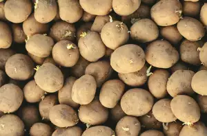 Škrob